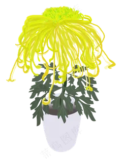 重阳节赏菊秋菊手绘png下载