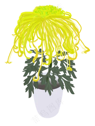 重阳节赏菊秋菊手绘png下载