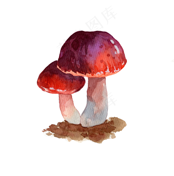 食物秋季秋日菌类蔬菜蘑菇食物