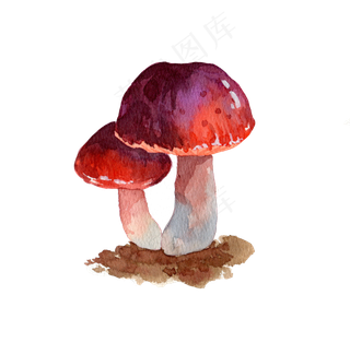 食物秋季秋日菌类蔬菜蘑菇食物