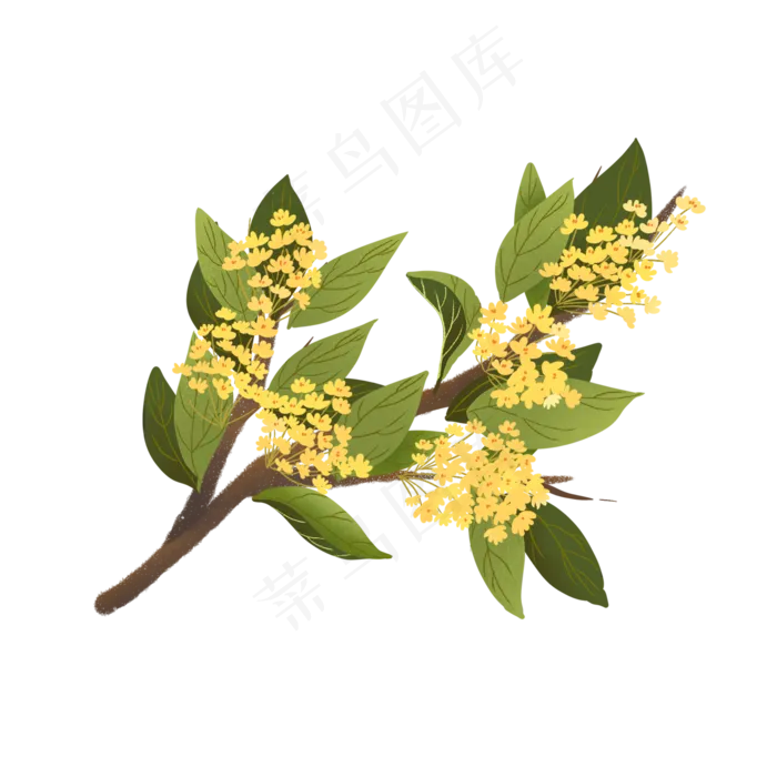 桂花手绘通用素材(2000X2000(DPI:300))psd模版下载