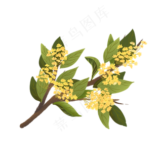 桂花手绘通用素材