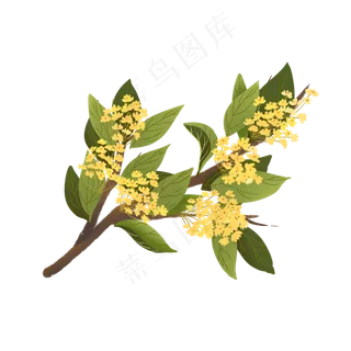 桂花手绘通用素材