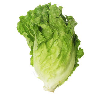 新鲜生菜蔬菜