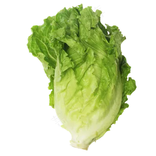 新鲜生菜蔬菜 新鲜生菜蔬菜