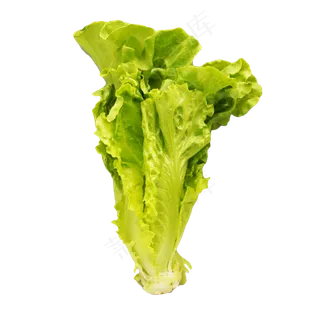 蔬菜生菜 蔬菜生菜