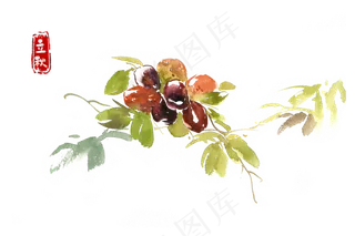 立秋成熟的大枣