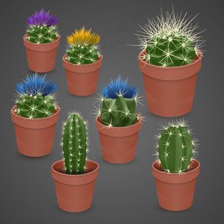 在黑暗背景下分离的开花仙人掌