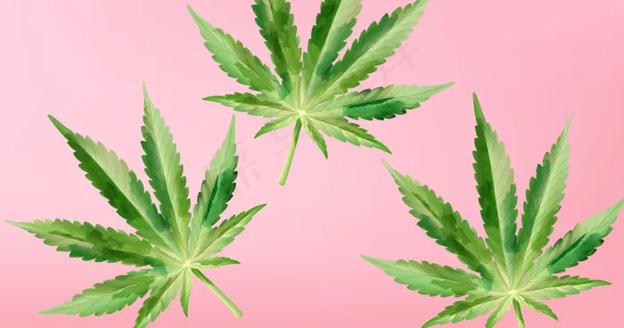 紫色背景的大麻叶水彩画eps,ai矢量模版下载