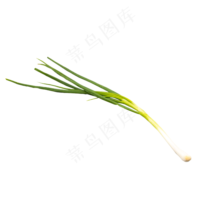 一根小葱食材(2000X3000(DPI:300))