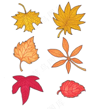 手绘立秋卡通枫叶设计元素