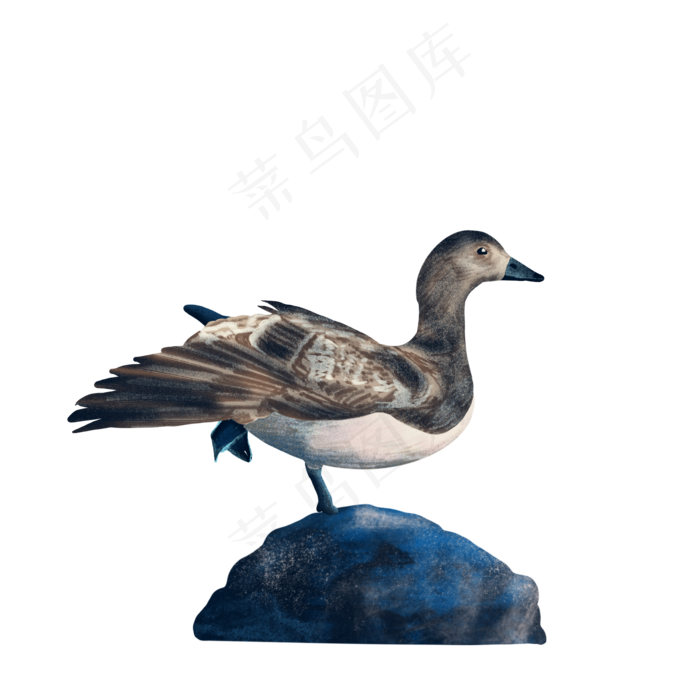 秋天大雁海边觅食