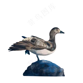 秋天大雁海边觅食