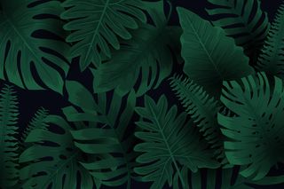 真实的深色热带树叶背景