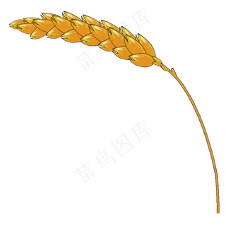 秋天金黄的麦穗系列一