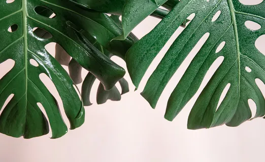 自然背景与热带龟背竹叶在粉红色背景。 自然背景与热带龟背竹叶在粉红色背景。