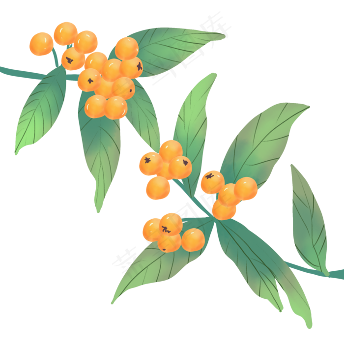重阳节果枝(2000X2000(DPI:300))psd模版下载