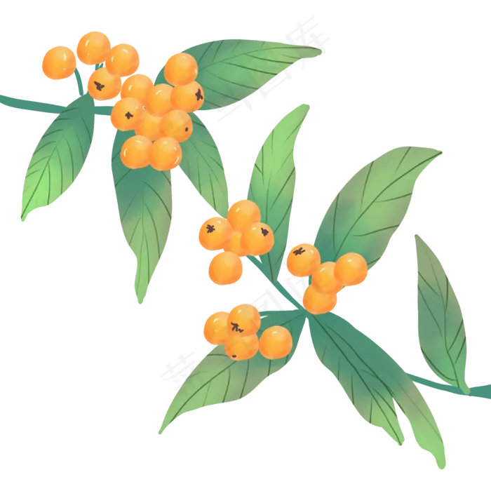 重阳节果枝(2000X2000(DPI:300))psd模版下载