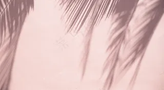 棕榈树在沙墙上留下阴影