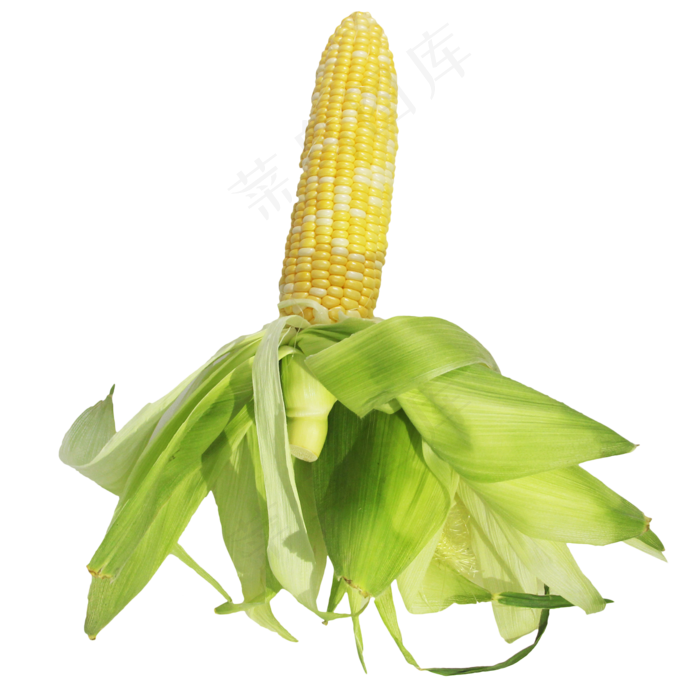 玉米苞蔬菜(3000X4210(DPI:3000))
