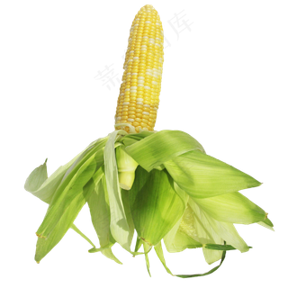 玉米苞蔬菜