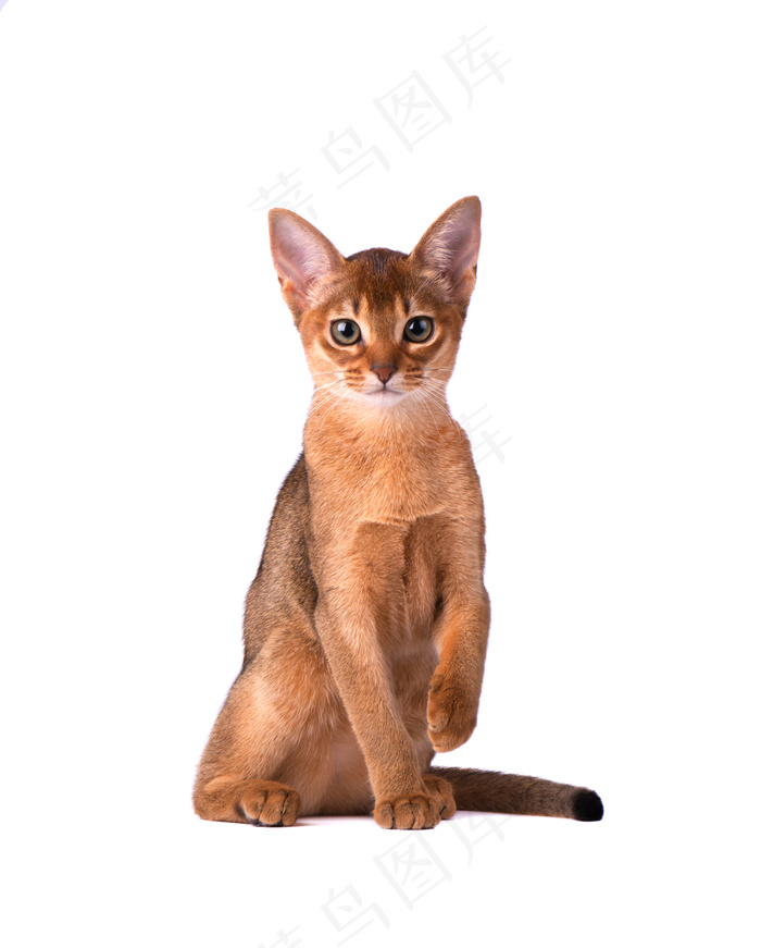 纯种纯种阿比西尼亚猫，白色背景