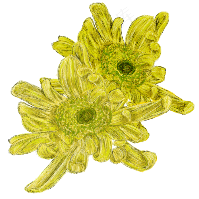 手绘线条重阳节双菊花(2000X2000(DPI:300))psd模版下载