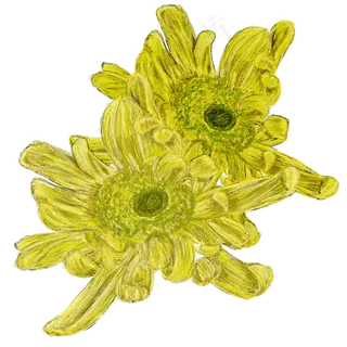 手绘线条重阳节双菊花 手绘线条重阳节双菊花