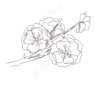 梅花线描花卉