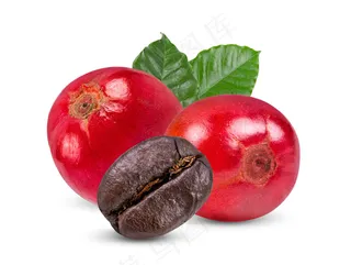 新鲜和干燥的咖啡豆，叶隔离在白色背景上。全景深