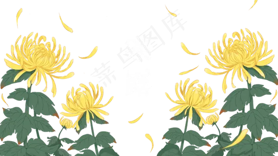 秋菊花卉