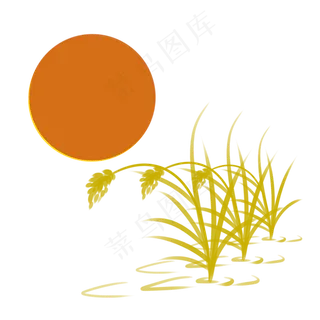 秋天金黄的麦穗大米成熟