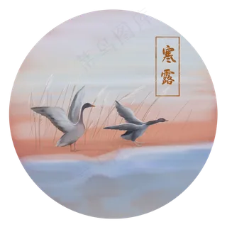 寒露大雁芦苇手绘