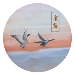 寒露大雁芦苇手绘