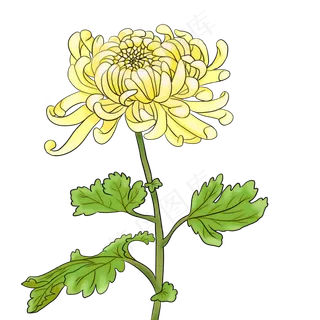 菊花手绘PNG素材