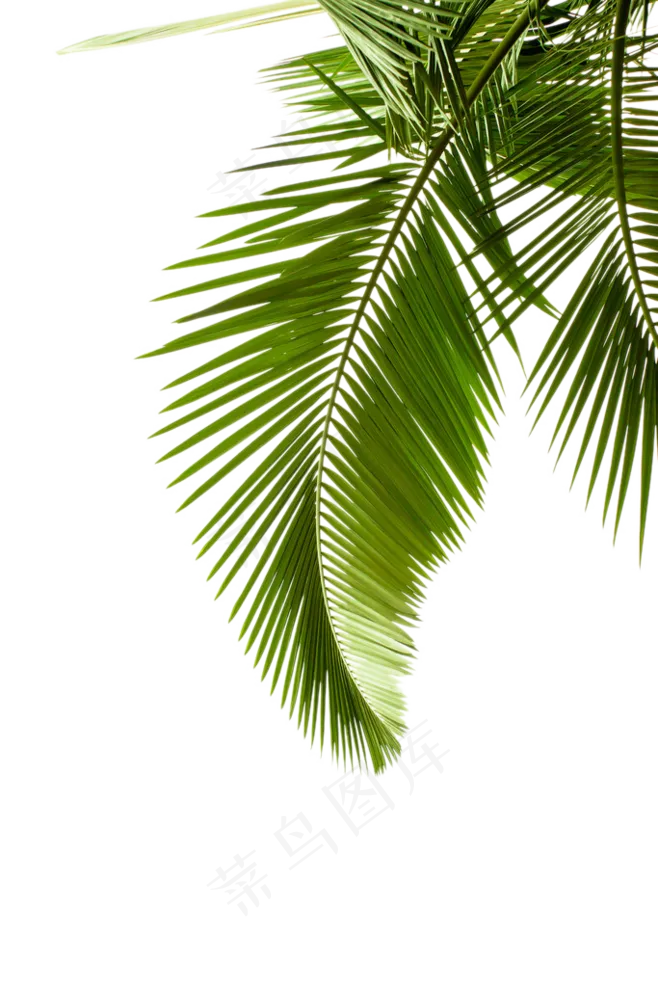 装饰绿色植被