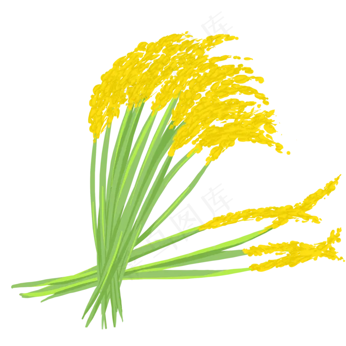 一簇金黄色的稻穗(2000X2000(DPI:300))psd模版下载
