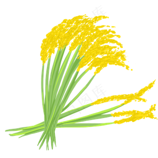 一簇金黄色的稻穗