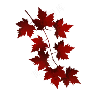 红叶枫叶秋天树枝