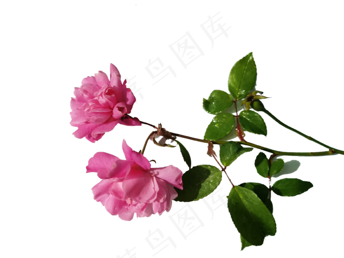 玫瑰花素材好看