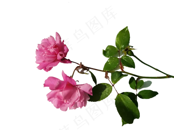 玫瑰花素材好看