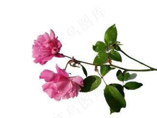 玫瑰花素材好看