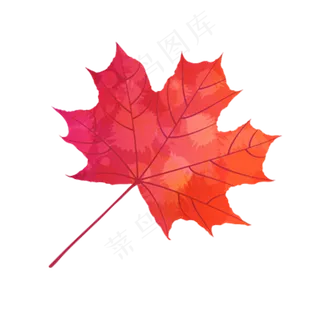 实物秋天落叶枫叶红叶