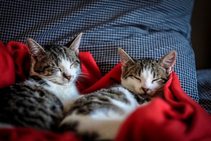 两只可爱的猫睡在红毯子里的近景照片