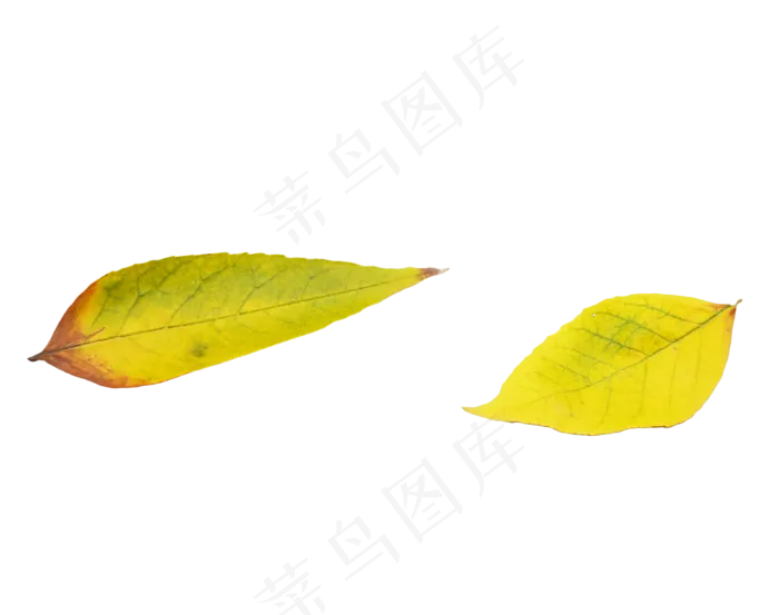 秋天落叶叶片(2000X2000(DPI:300))