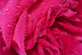 情人节爱情七夕玫瑰花