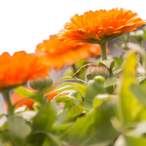 重阳节菊花