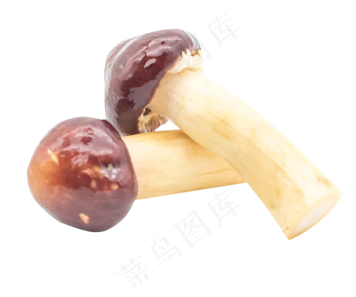 咖啡色绿色食物蘑菇(3000*2500px 300 dpi )