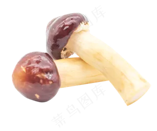 咖啡色绿色食物蘑菇