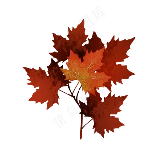 枫叶秋天红叶
